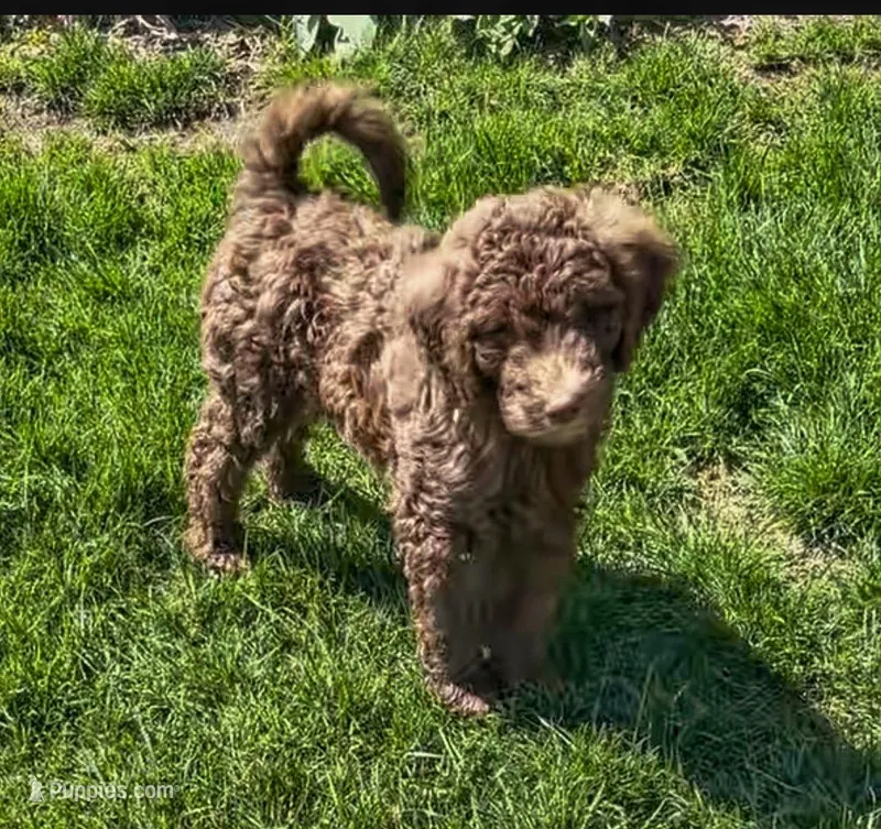 Simone – Goldendoodle puppy for sale in Pittsburgh, PA