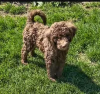 Simone, a female Goldendoodle for sale in Pittsburgh, PA – Photo 1 of 5