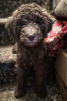 Simone, a female Goldendoodle for sale in Pittsburgh, PA – Photo 3 of 5