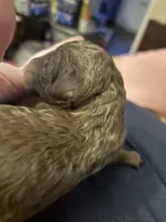 Simone, a female Goldendoodle for sale in Pittsburgh, PA – Photo 4 of 5