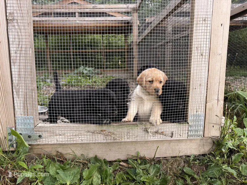 Lola – Labrador Retriever puppy on hold in Nunda, NY