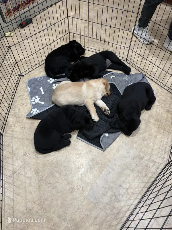 Stella – Labrador Retriever puppy for sale in Nunda, NY