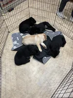 Stella, a female Labrador Retriever for sale in Nunda, NY – 1 of 1