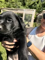 Hazel, a female Labrador Retriever for sale in Nunda, NY – 1 of 3