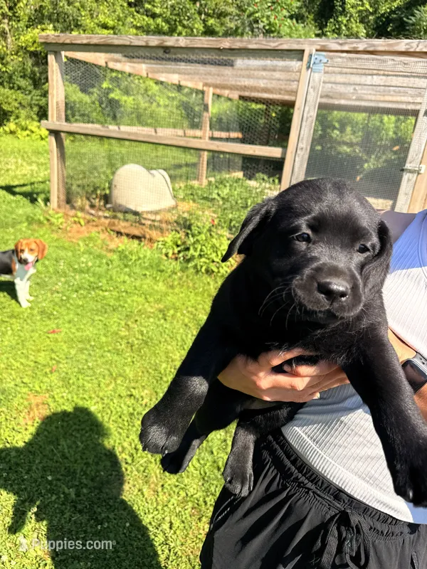 Dottie – Labrador Retriever puppy for sale in Nunda, NY