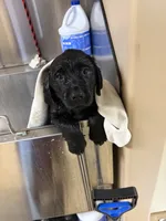 Kevin, a male Labrador Retriever for sale in Nunda, NY – 2 of 3