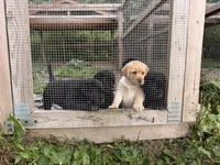 Hazel, a female Labrador Retriever for sale in Nunda, NY – 3 of 3