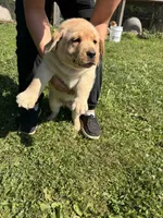 Lola, a female Labrador Retriever for sale in Nunda, NY – 2 of 5