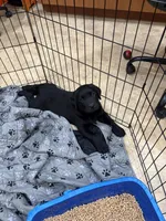 Kevin, a male Labrador Retriever for sale in Nunda, NY – 1 of 3