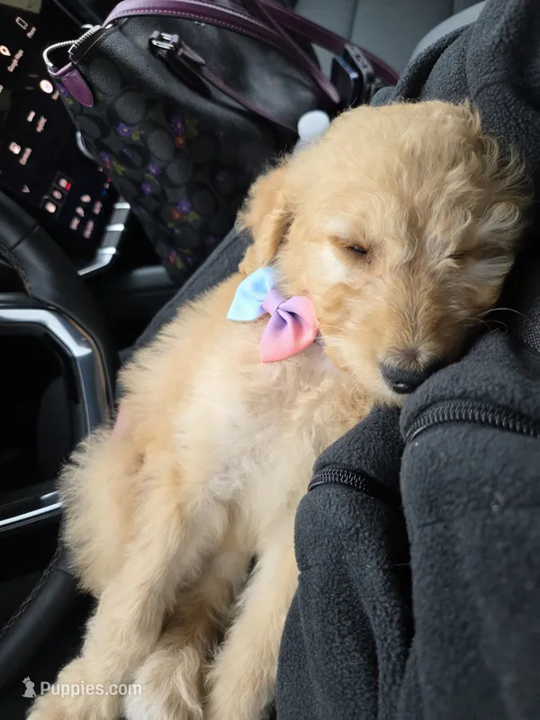 Angel – Goldendoodle puppy for sale in Galax, VA