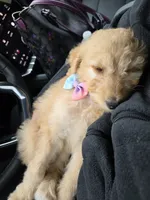 Angel, a female Goldendoodle for sale in Galax, VA – 1 of 1