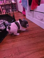 Blue and white girl, a female French Bulldog for sale in Galax, VA – Photo 4 of 4