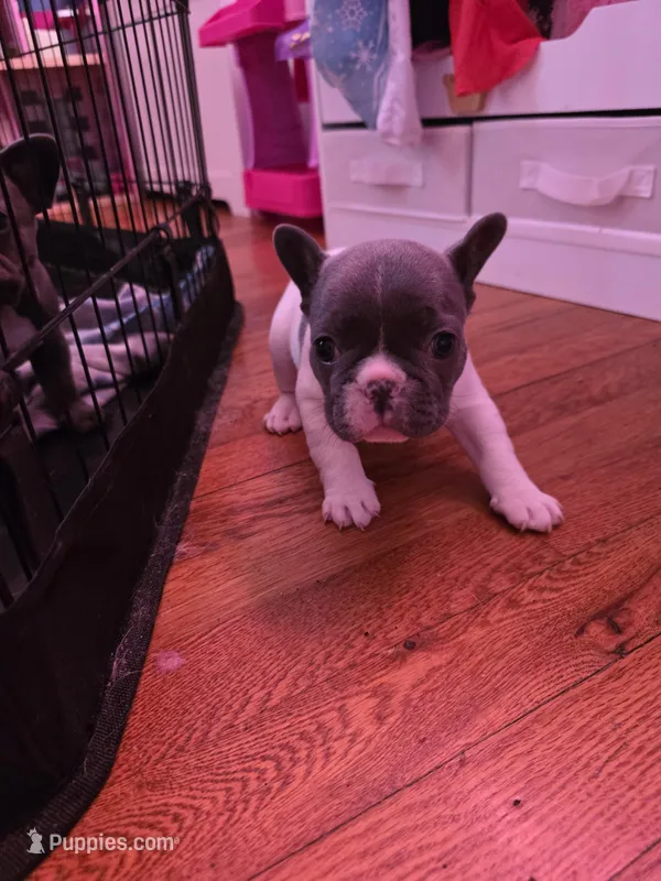 Blue and white girl – French Bulldog puppy for sale in Galax, VA