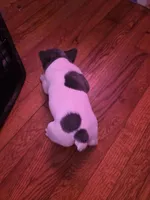 Blue and white girl, a female French Bulldog for sale in Galax, VA – Photo 2 of 4