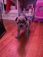 Merle boy, a male French Bulldog for sale in Galax, VA – Photo 1 of 3