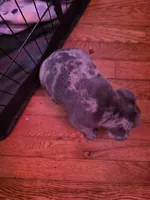 Merle boy, a male French Bulldog for sale in Galax, VA – Photo 2 of 3