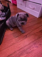 Merle boy, a male French Bulldog for sale in Galax, VA – Photo 3 of 3