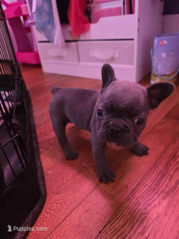 Blue boy – French Bulldog puppy for sale in Galax, VA