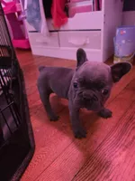 Blue boy, a male French Bulldog for sale in Galax, VA – Photo 1 of 3
