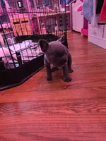 Blue boy, a male French Bulldog for sale in Galax, VA – Photo 3 of 3
