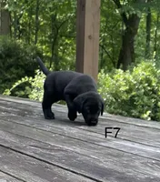Female 7, a female Labrador Retriever for sale in Inez, KY – 2 of 5