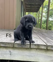 Female 5, a female Labrador Retriever for sale in Inez, KY – 3 of 6