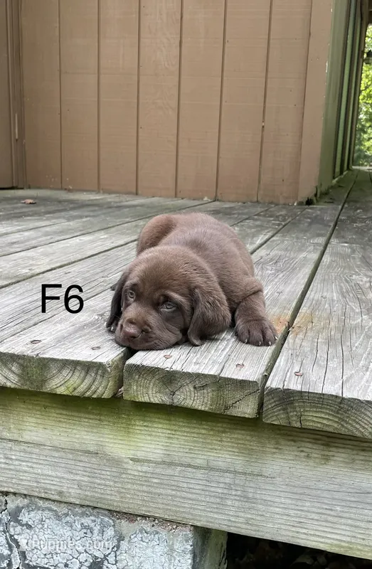 Female 6 – Labrador Retriever puppy for sale in Inez, KY