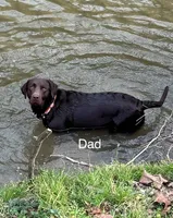 Female 6, a female Labrador Retriever for sale in Inez, KY – 5 of 5