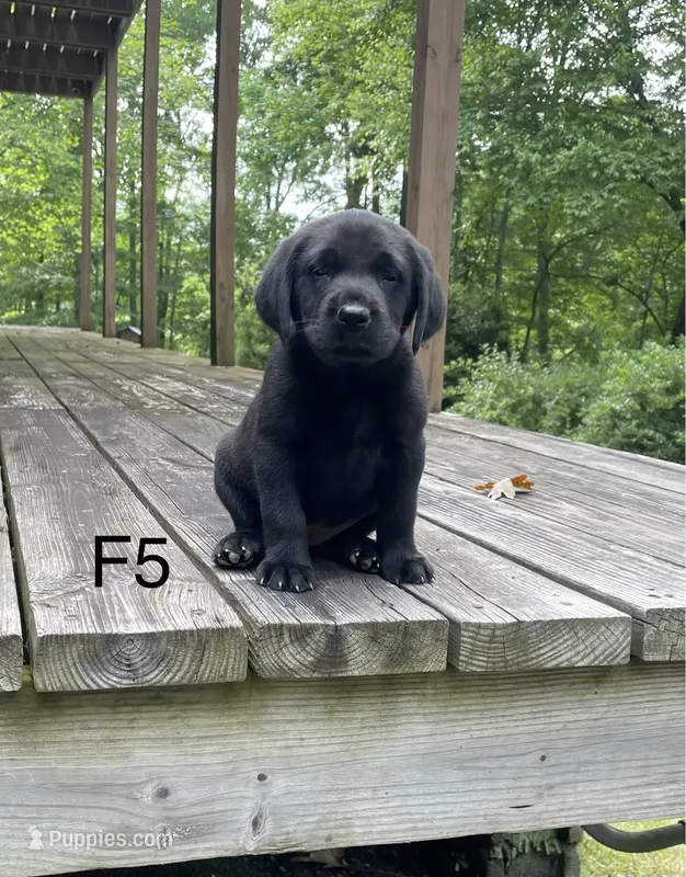 Female 5 – Labrador Retriever puppy for sale in Inez, KY
