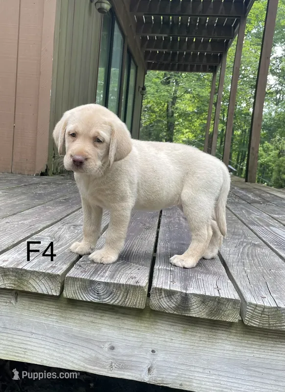 Female 4 – Labrador Retriever puppy for sale in Inez, KY
