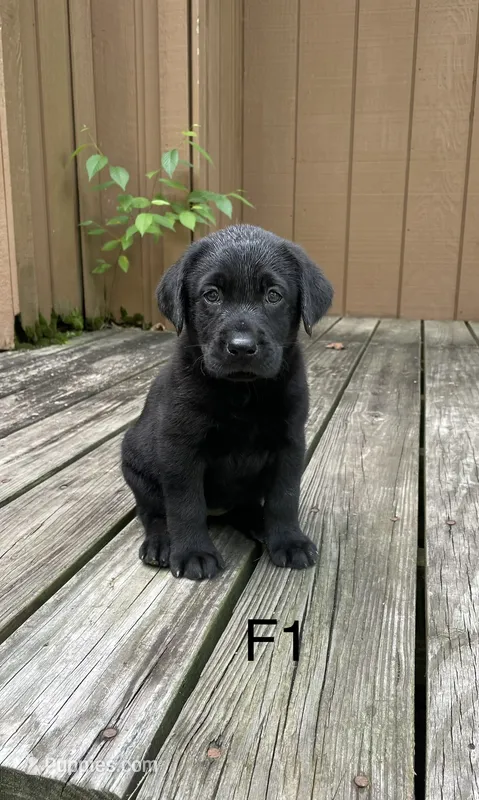 Female 1 – Labrador Retriever puppy for sale in Inez, KY