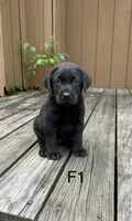 Female 1, a female Labrador Retriever for sale in Inez, KY – 1 of 4