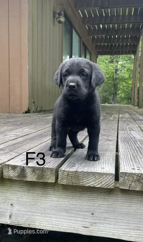 Female 3 – Labrador Retriever puppy for sale in Inez, KY