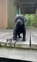 Female 3, a female Labrador Retriever for sale in Inez, KY – 1 of 4