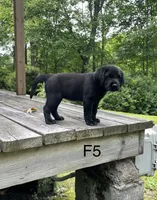 Female 5, a female Labrador Retriever for sale in Inez, KY – 2 of 6