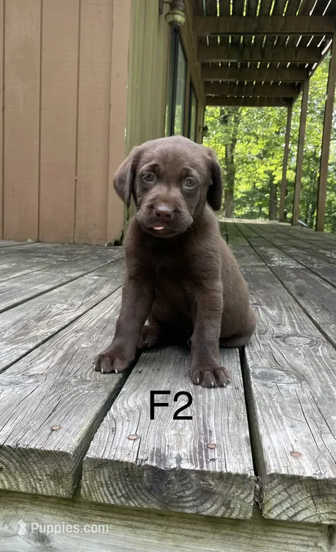 Female 2 – Labrador Retriever puppy for sale in Inez, KY