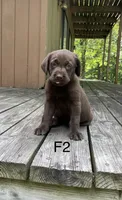Female 2, a female Labrador Retriever for sale in Inez, KY – 1 of 5