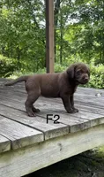 Female 2, a female Labrador Retriever for sale in Inez, KY – 2 of 5