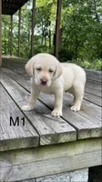 Male 1, a male Labrador Retriever for sale in Inez, KY – 1 of 5