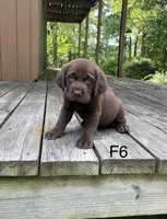 Female 6, a female Labrador Retriever for sale in Inez, KY – 2 of 5