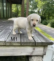 Male 1, a male Labrador Retriever for sale in Inez, KY – 2 of 5