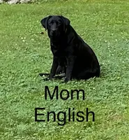 Female 2, a female Labrador Retriever for sale in Inez, KY – 4 of 5