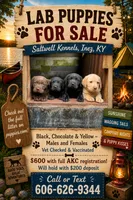 Female 5, a female Labrador Retriever for sale in Inez, KY – 4 of 6