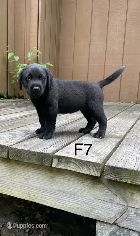 Female 7 – Labrador Retriever puppy for sale in Inez, KY