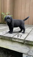 Female 7, a female Labrador Retriever for sale in Inez, KY – 1 of 5