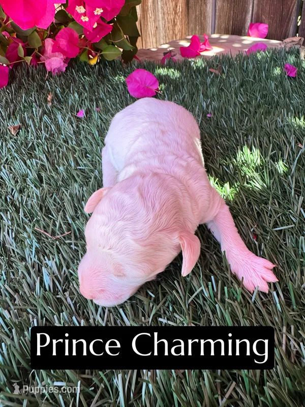 Prince Charming (15 lbs) – Poodle - Miniature  puppy for sale in Bakersfield, CA