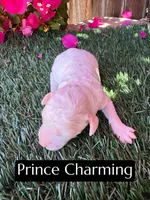 Prince Charming (15 lbs), a male Poodle - Miniature  for sale in Bakersfield, CA – 1 of 1