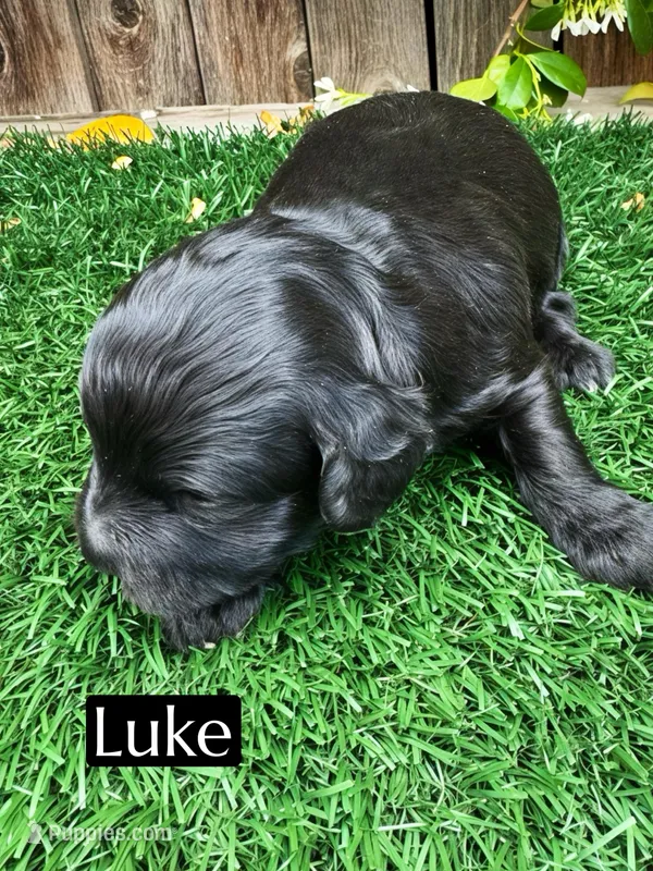 Luke (15-20 lbs) – Miniature Bernedoodle puppy for sale in Bakersfield, CA