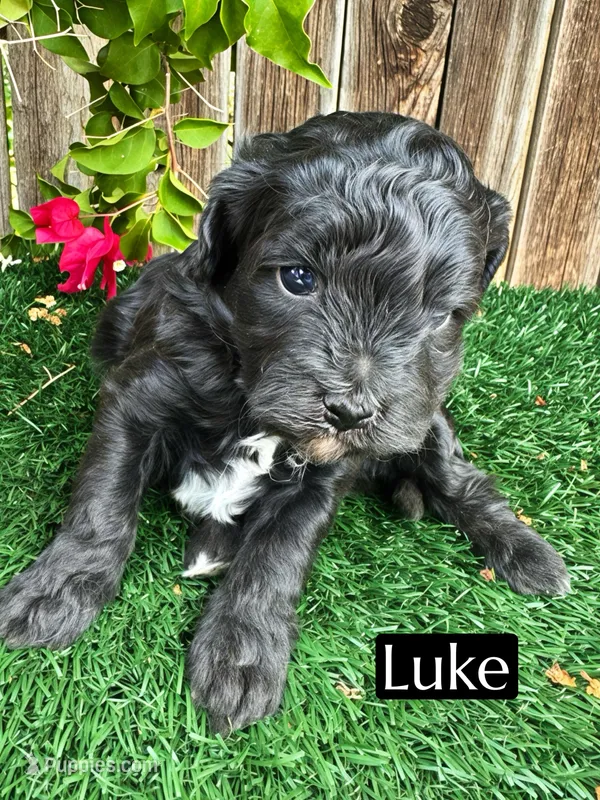 Luke (15-20 lbs) – Miniature Bernedoodle puppy for sale in Bakersfield, CA