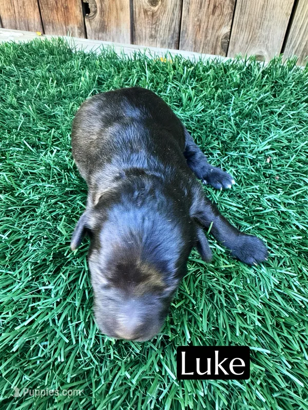 Luke (15-20 lbs) – Miniature Bernedoodle puppy for sale in Bakersfield, CA